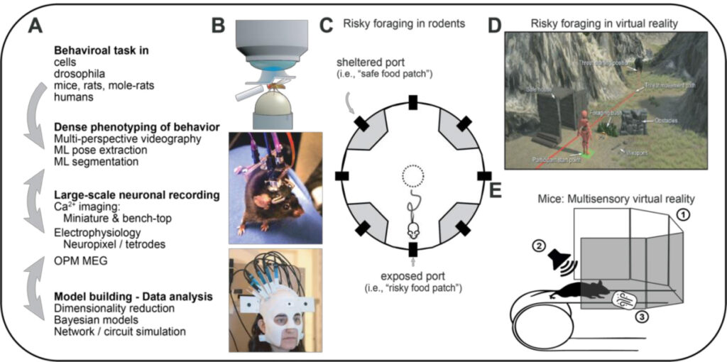 Research Topic A: The iBehave approach. B) Exemplary recording settings: Ca2+ imaging in head-fixed Drosophila (IP1,2), miniature 2-photon imaging in freely moving mice and OPM-MEG recording in unrestrained, tethered human subjects (IP1). C) Joint paradigm to study risky foraging under open-field-exposure threat in rodents (IP1). D) Risky foraging in virtual reality (human, IP1). E) Novelty seeking behavior of head-fixed mice studied with 2-photon imaging in a multisensory VR environment (1, vision, 2 audition, 3 smell, IP3).